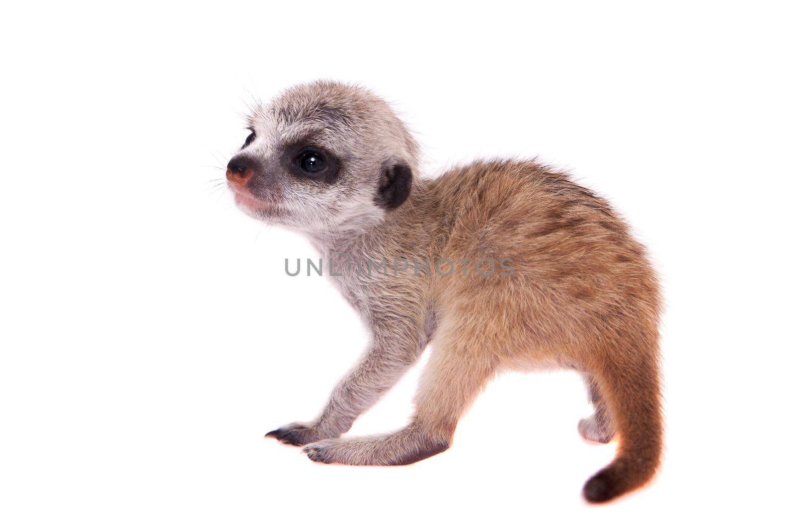 The meerkat or suricate cub, 2 month old, on white by RosaJay