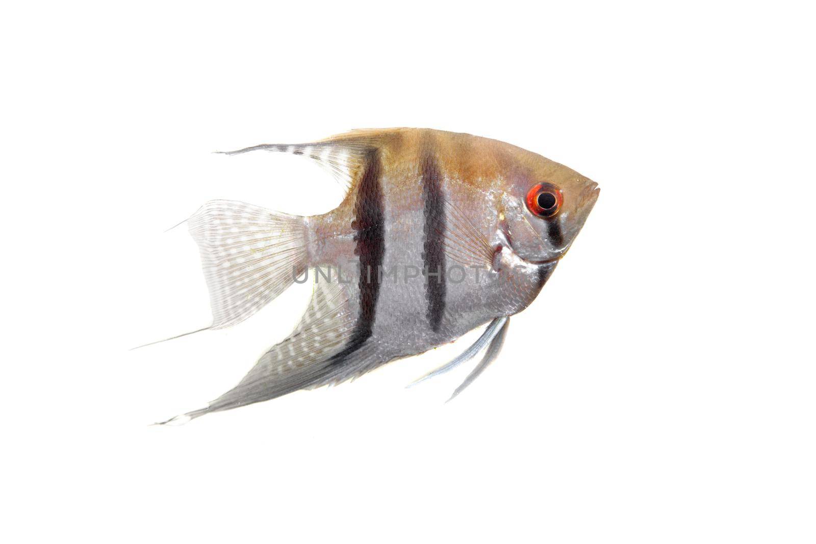 Angelfish in profile on white by RosaJay