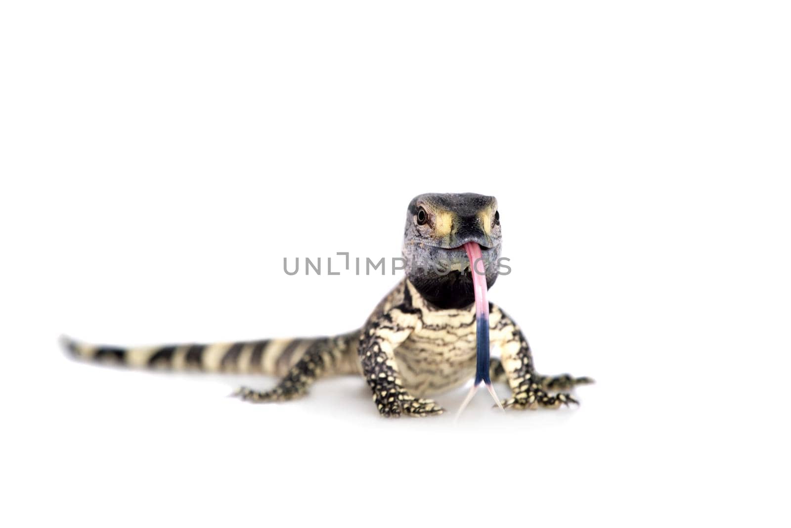 Newborn Black Throat Monitor Lizard, Varanus albigularis, isolated on white background