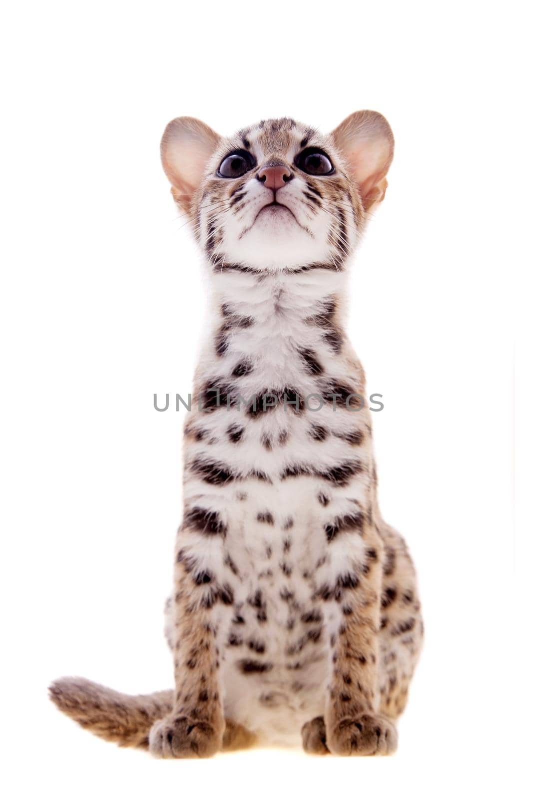 The asian leopard cat on white by RosaJay