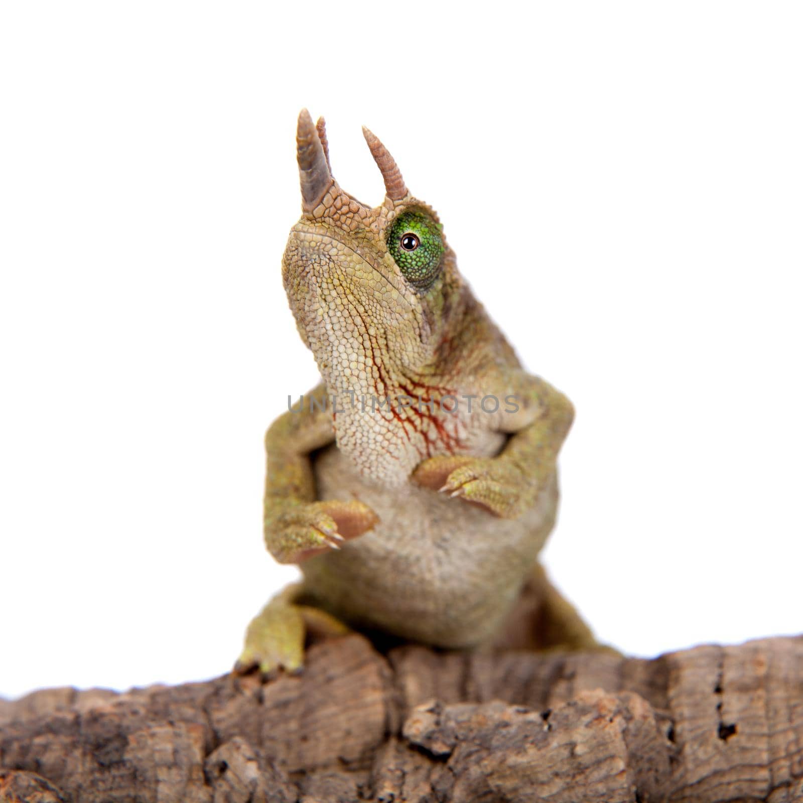 Jackson's horned chameleon, Trioceros jacksonii jacksonii, isolated on white background