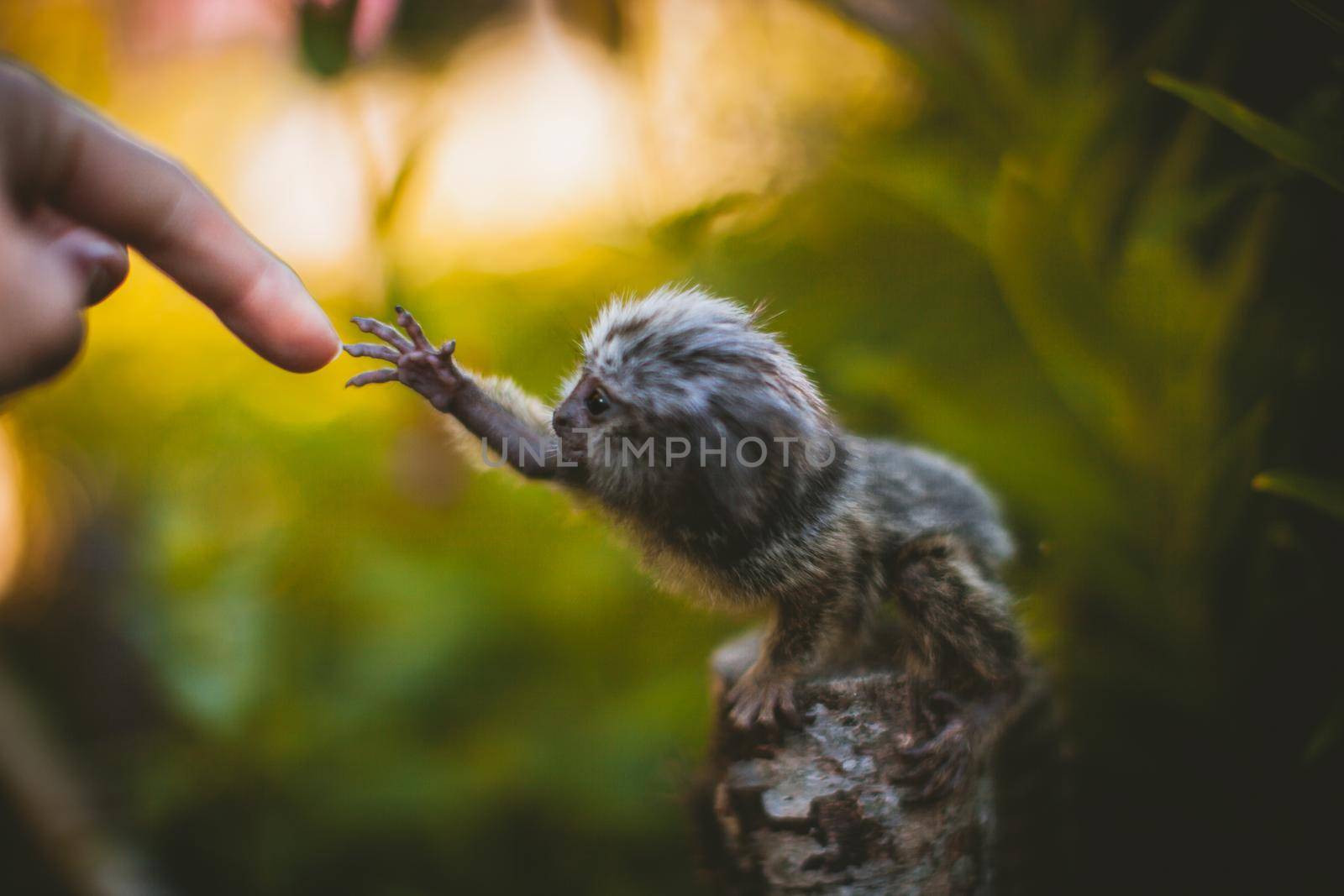 The common marmoset baby on the branch in summer garden with humsn hand by RosaJay