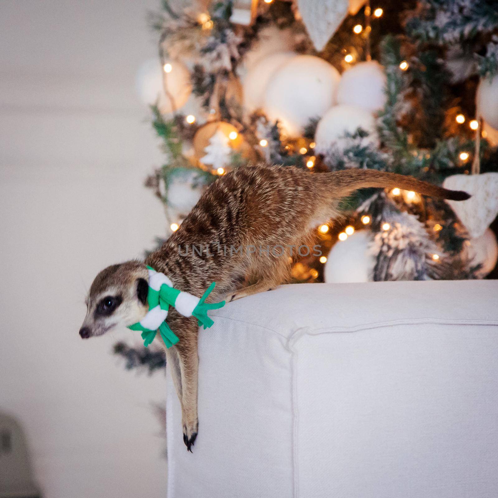 The meerkat or suricate, Suricata suricatta, in decorated room with Christmass tree. New Years celebration.