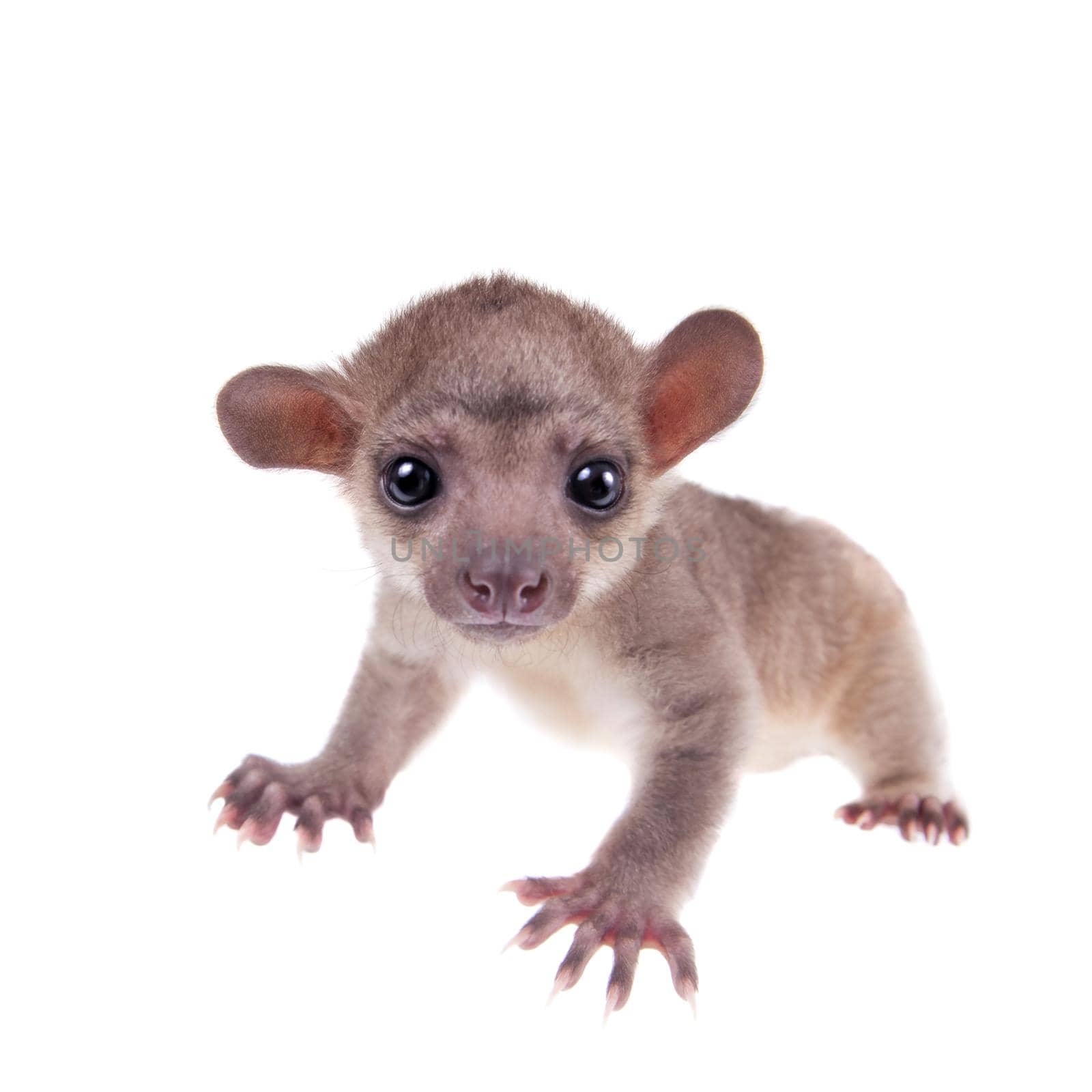 Kinkajou, Potos flavus, 3 mounth old baby isolated on white background