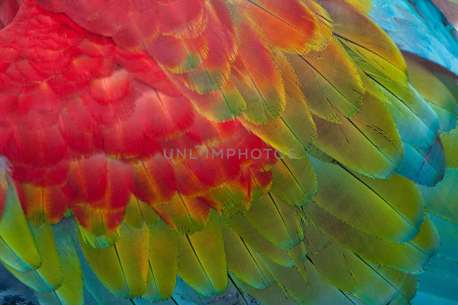 Beautiful texture of Red and green Macaw feathers