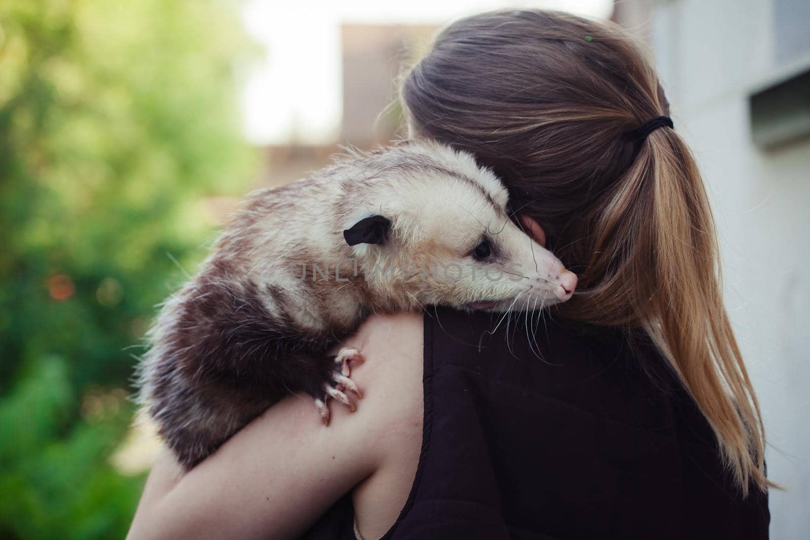 The Virginia opossum in the garden by RosaJay