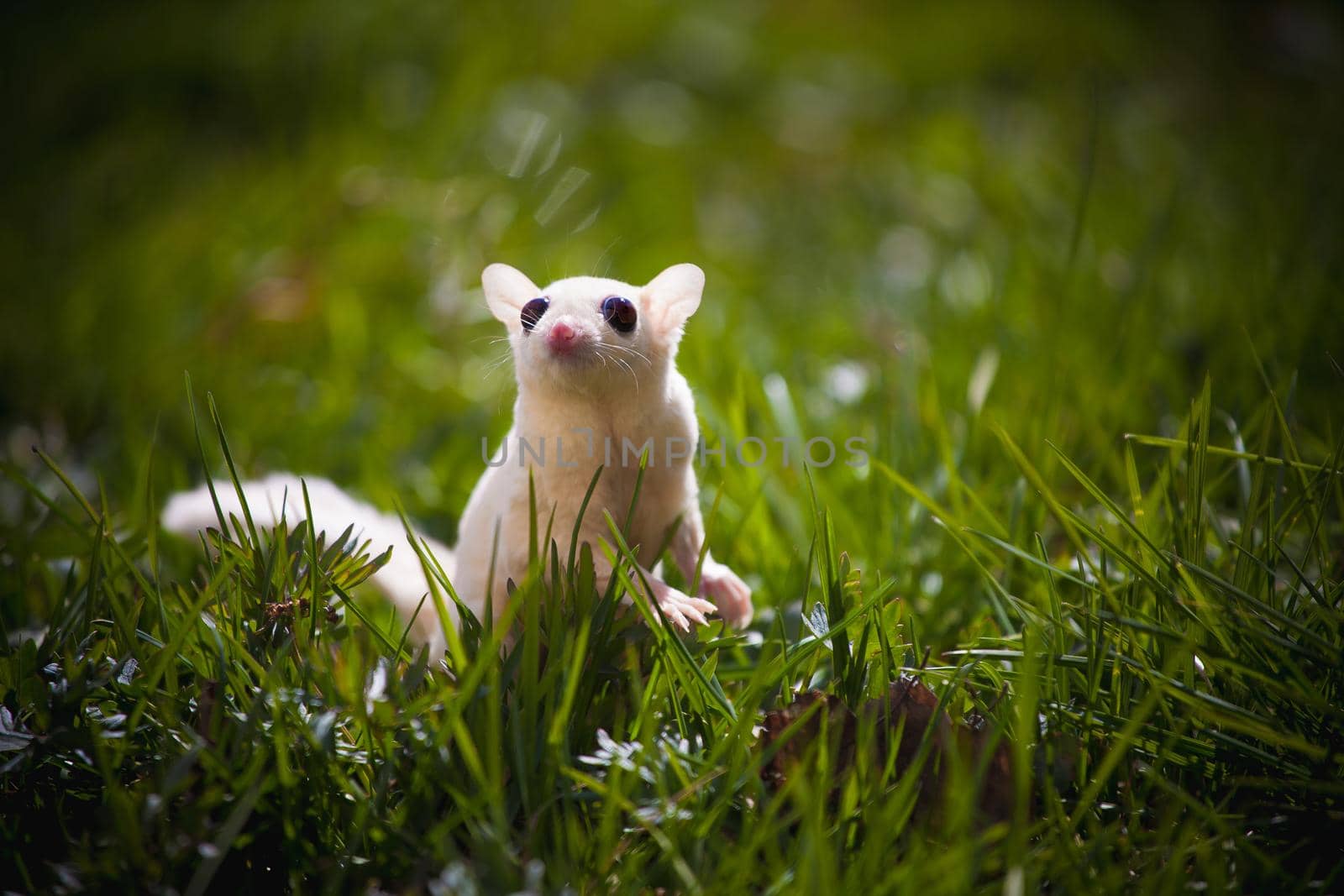 White sugar glider, Petaurus breviceps, on grass by RosaJay