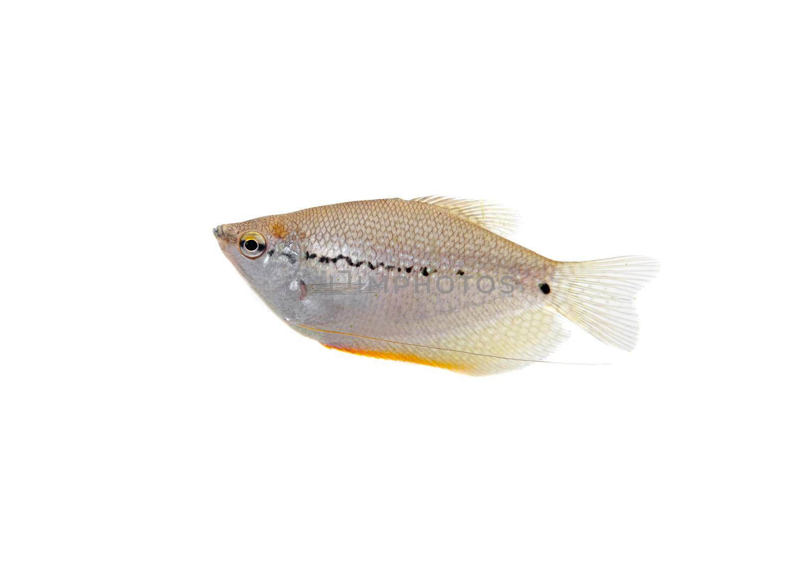 Lace or pearl gourami, Trichopodus leerii, isolated on white background