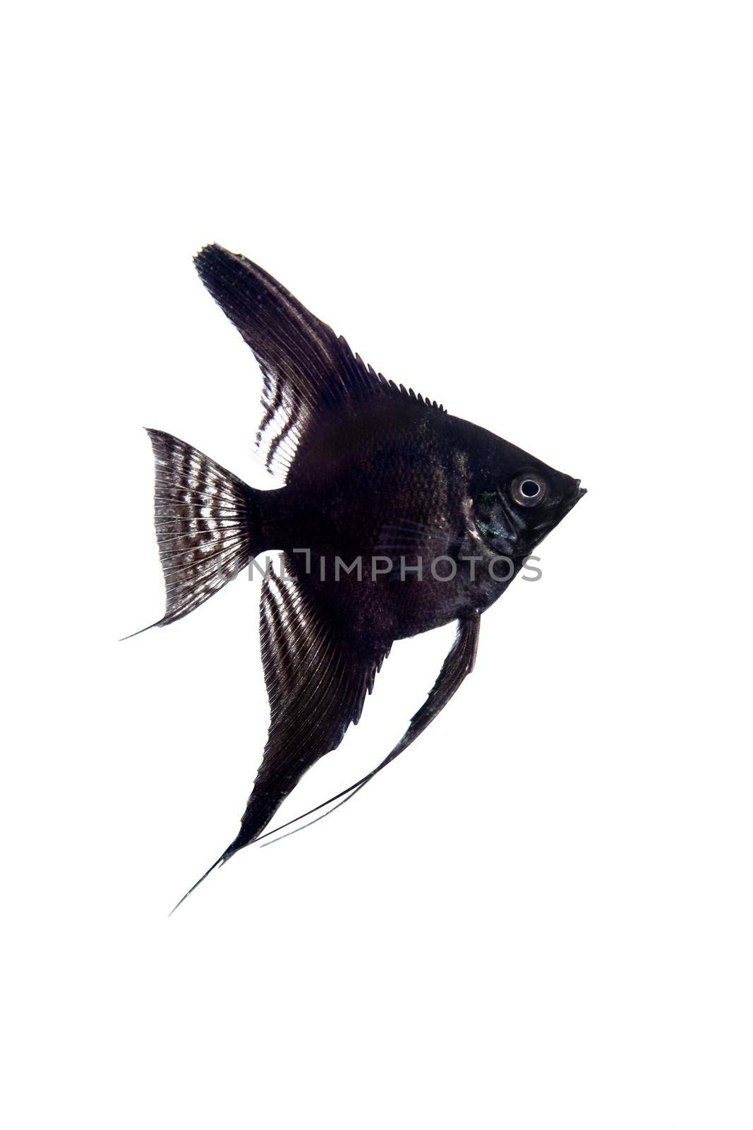 Black angelfish in profile on white background by RosaJay
