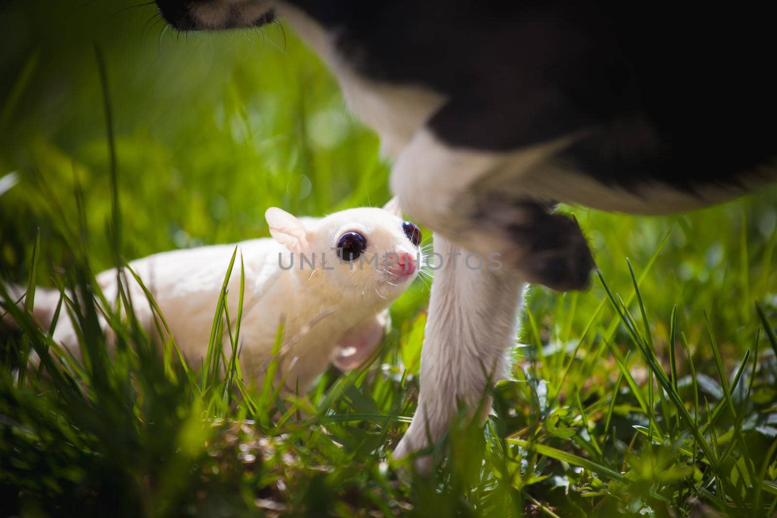 White sugar glider, Petaurus breviceps, on green meadow