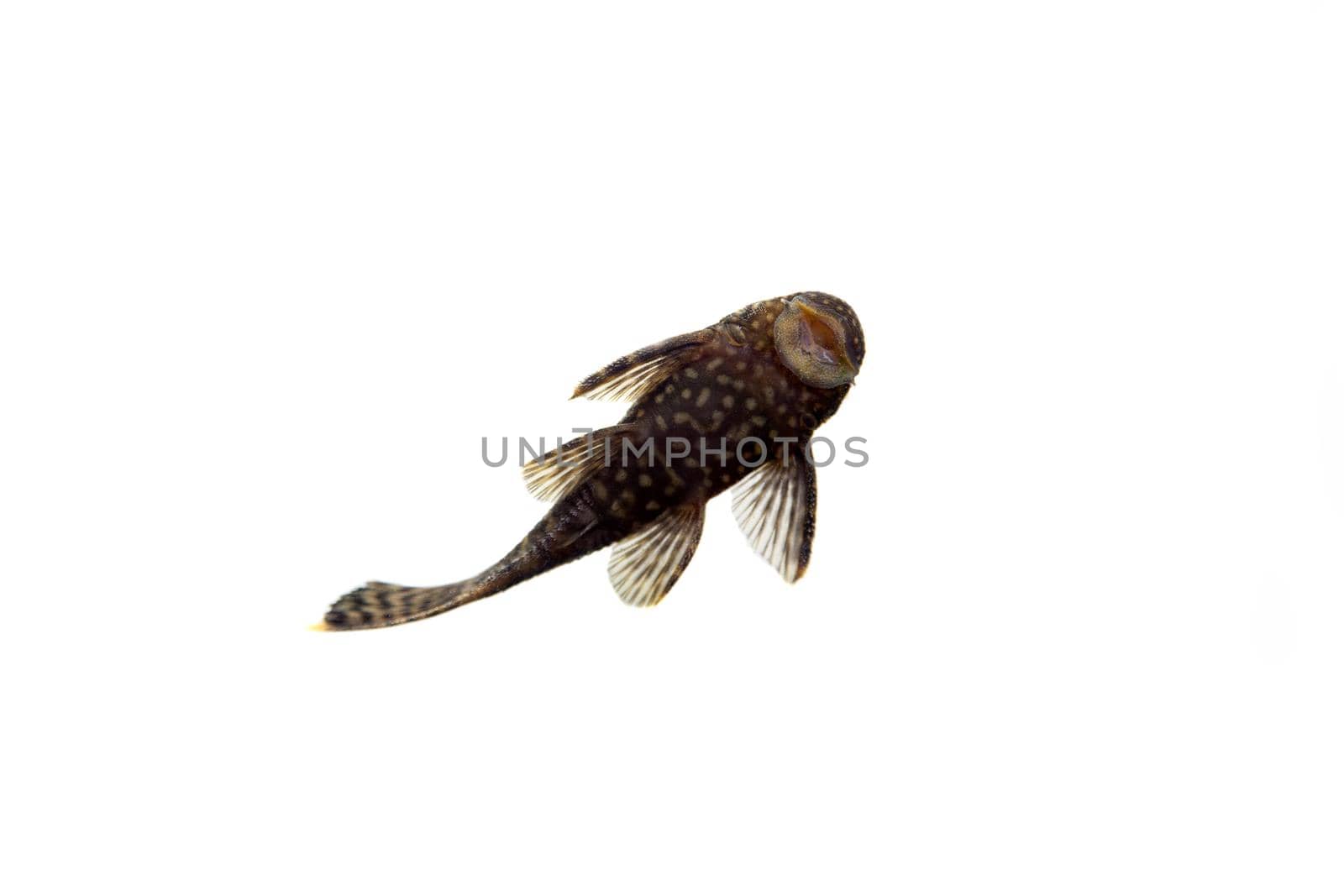 Aquarium Fish Bushymouth catfish on white by RosaJay