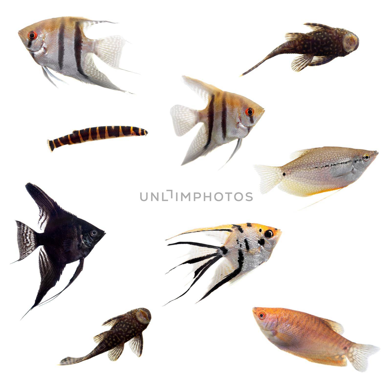 Group of decorative fishes isolated on white background