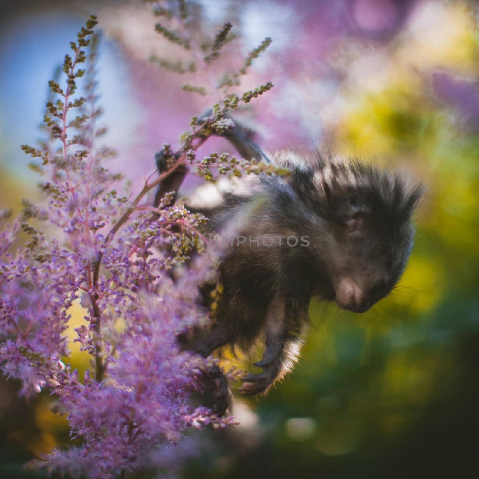 The common marmoset, Callithrix jacchus, on the branch in summer garden