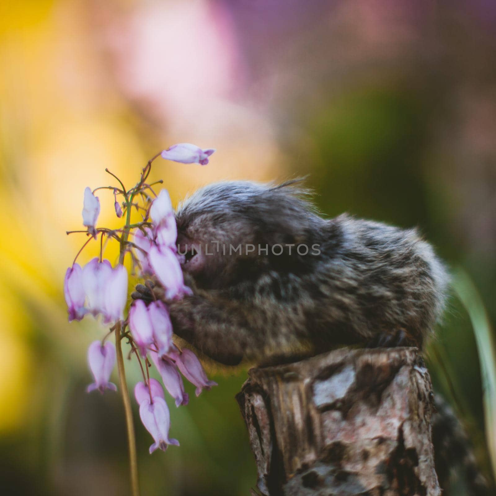 The common marmoset, Callithrix jacchus, on the branch in summer garden