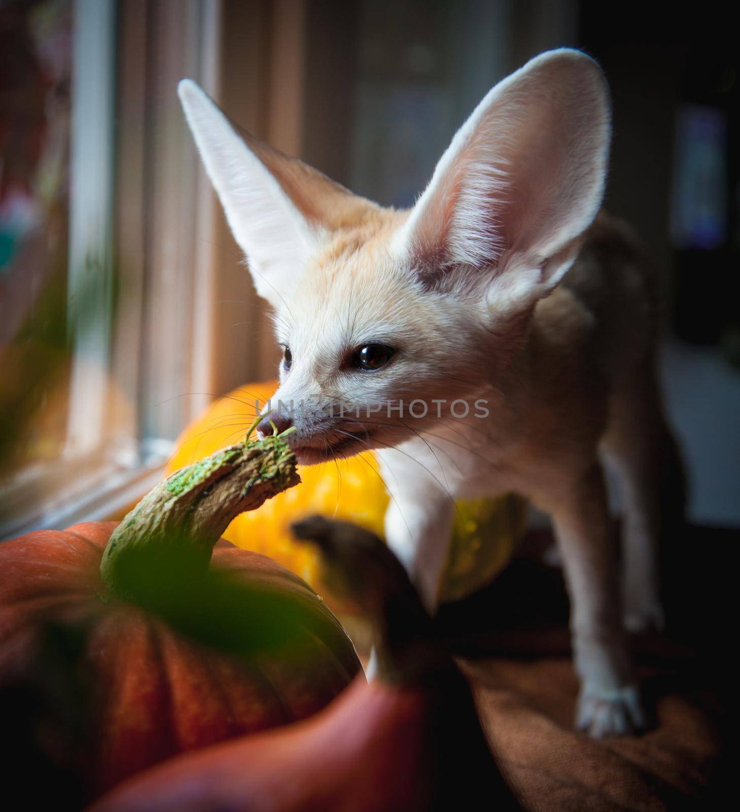 Pretty Fennec fox cub with Haloween pumpkins by RosaJay