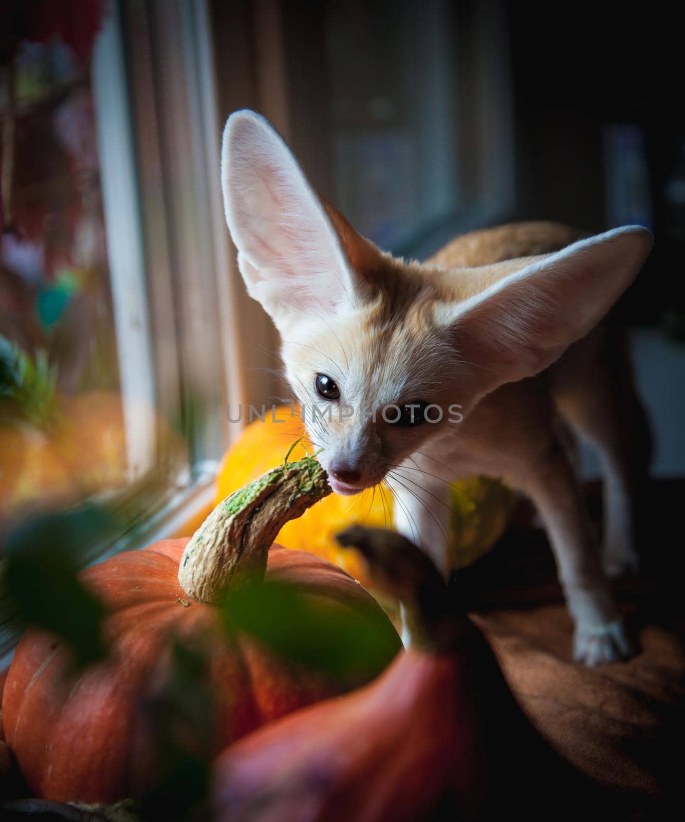 Pretty Fennec fox cub with Haloween pumpkins on window