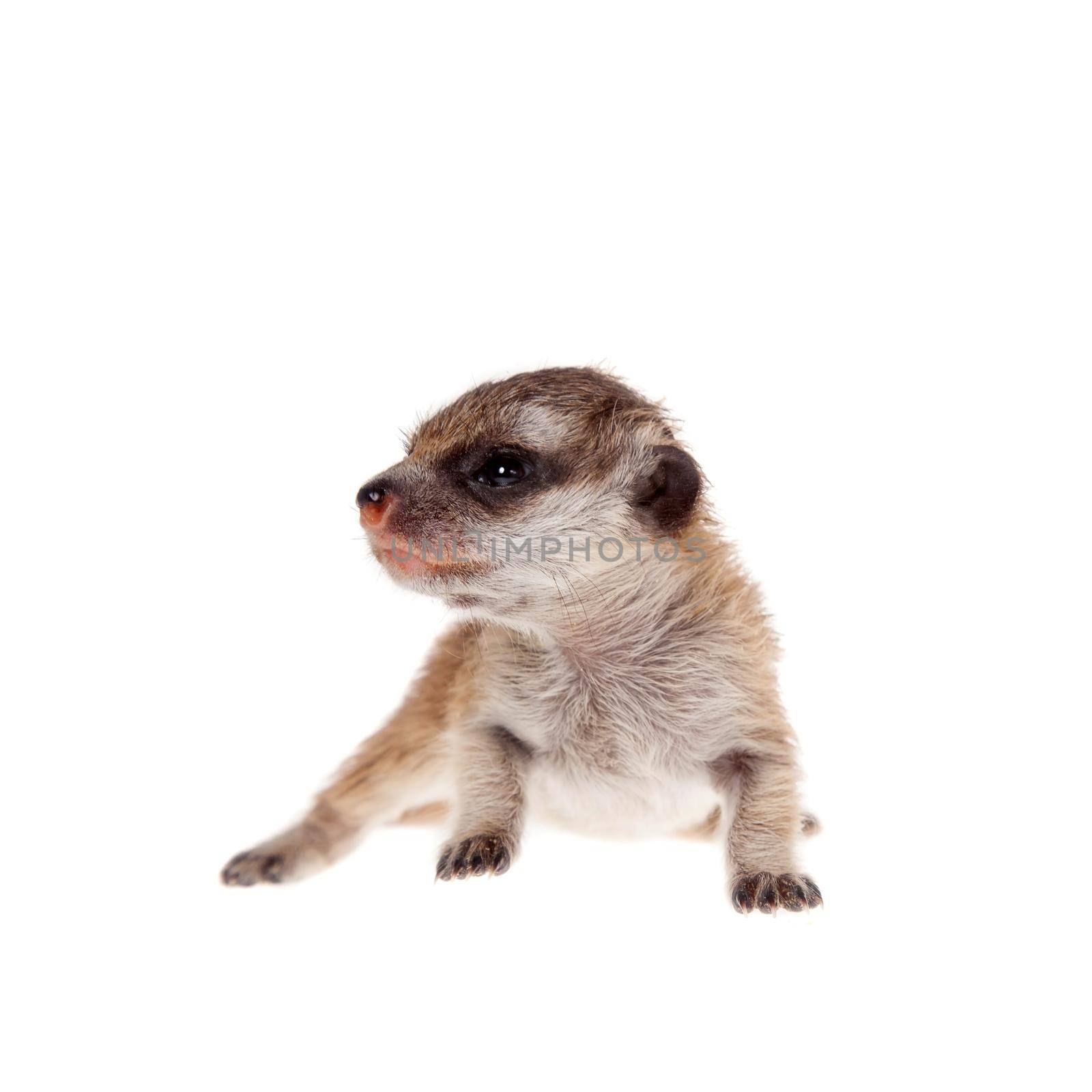 The meerkat or suricate cub, Suricata suricatta, isolated on white