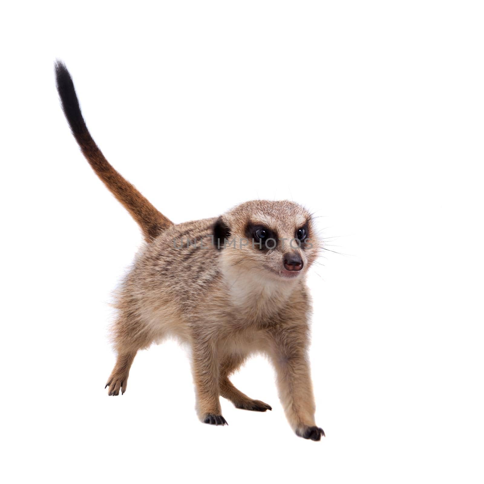 The meerkat or suricate cub, 2 month old, on white by RosaJay