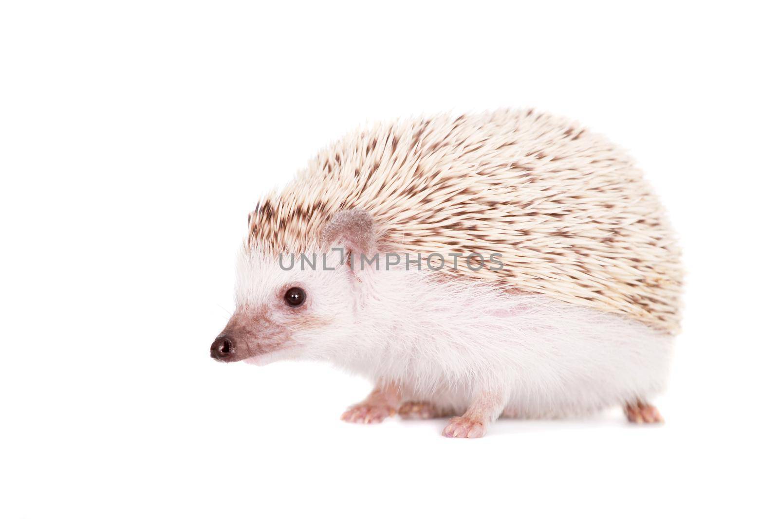 Domesticated hedgehog or African pygmy, isolated on white background