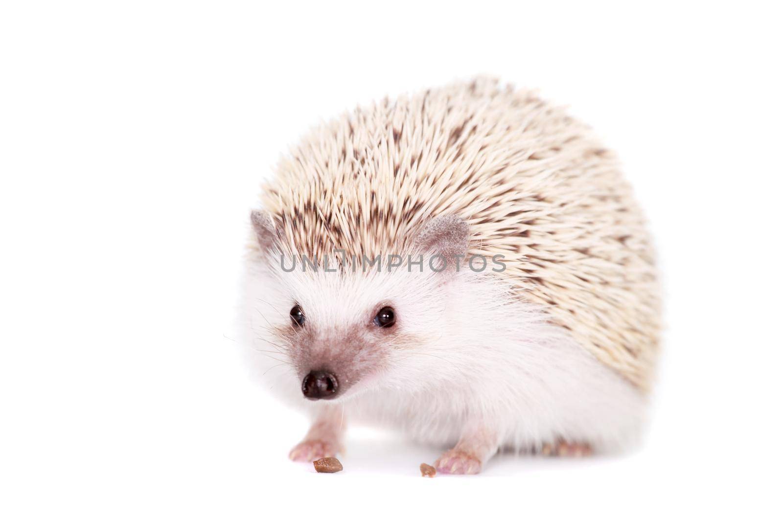 Domesticated hedgehog or African pygmy, isolated on white background