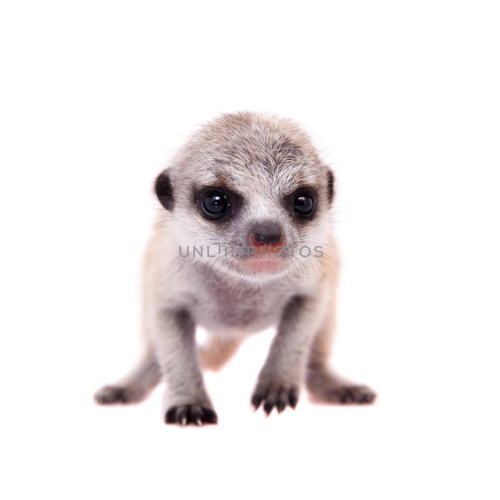 The meerkat or suricate cub, 2 month old, on white by RosaJay