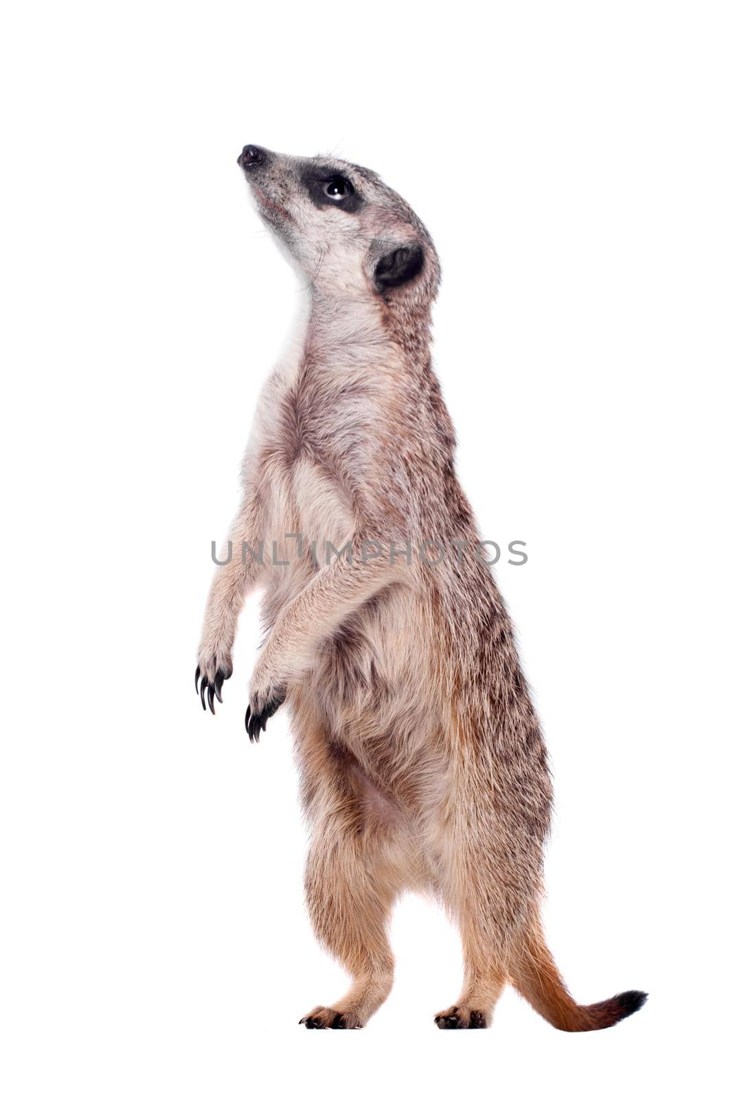 The meerkat or suricate, Suricata suricatta, isolated on white