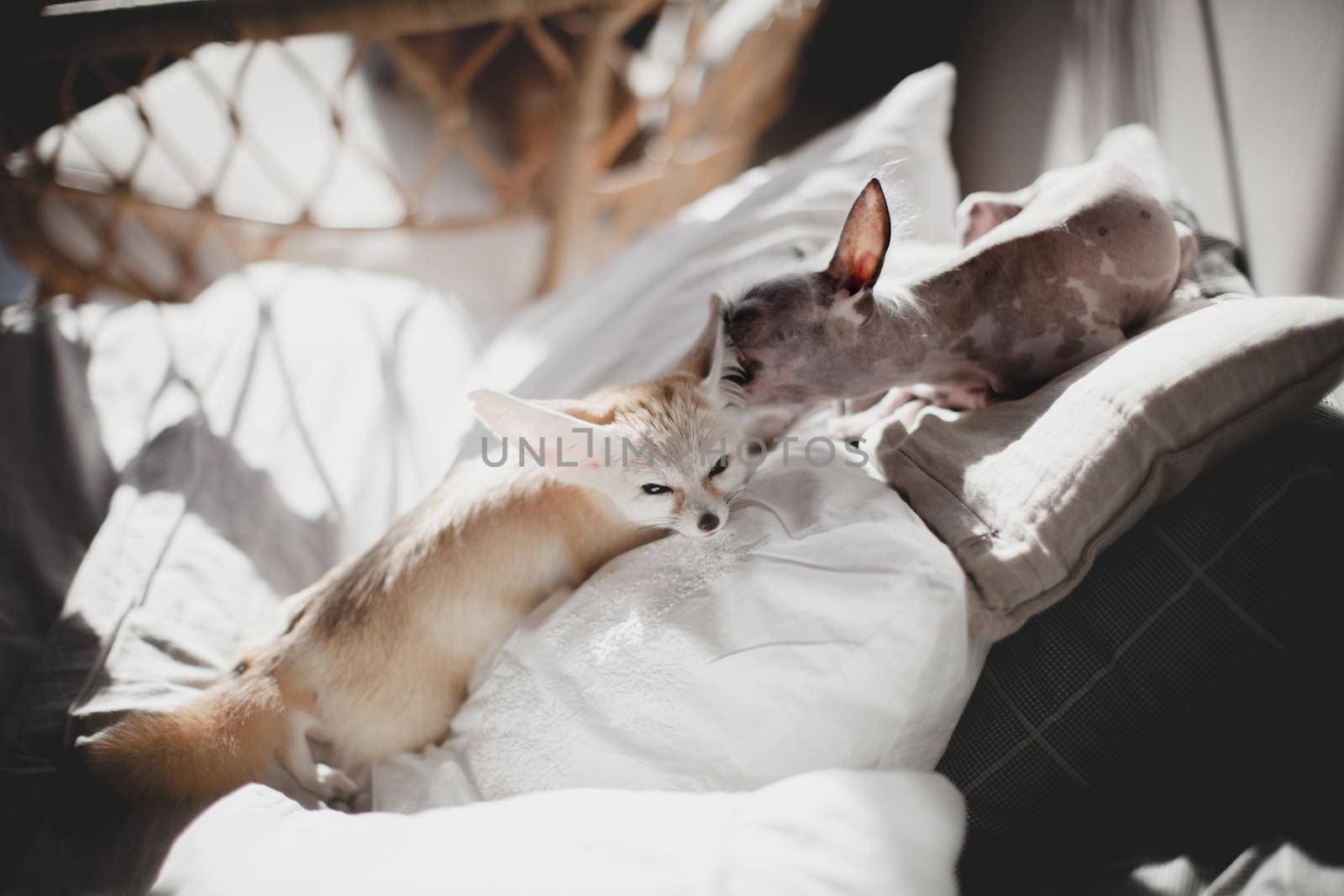 Peruvian hairless and chihuahua mix dog licks a fennec fox by RosaJay