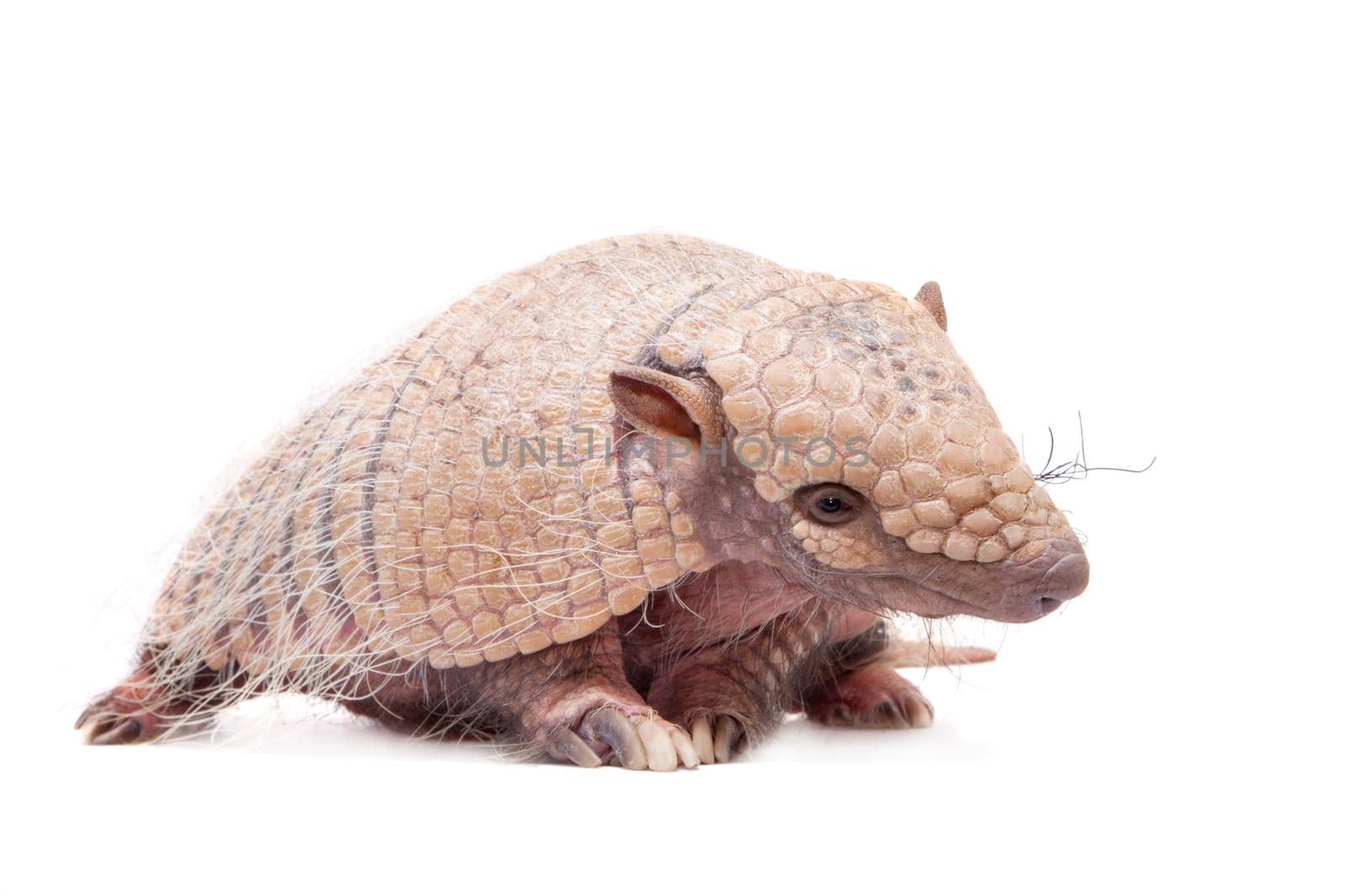 Six-banded armadillo, Euphractus sexcinctus, isolated on white background