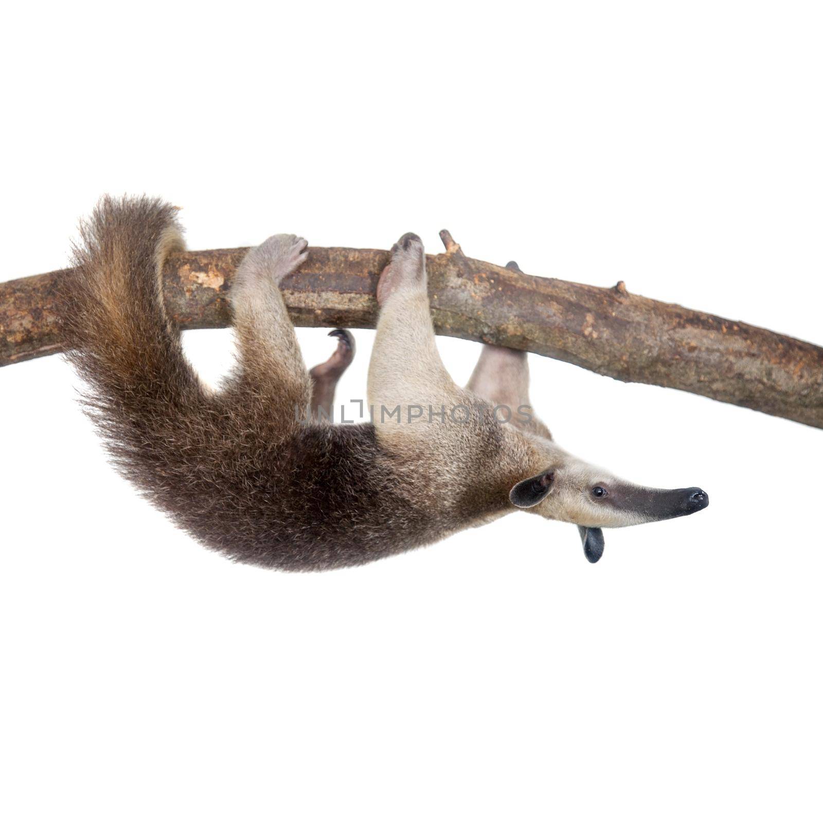 Collared Anteater, Tamandua tetradactyla on white by RosaJay