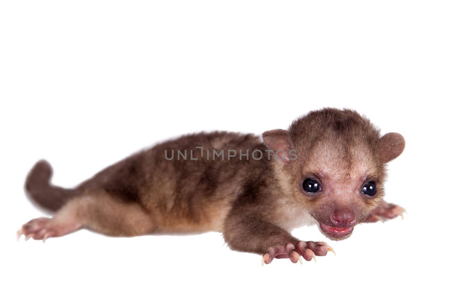 Kinkajou, Potos flavus, 2 mounth old baby on white by RosaJay