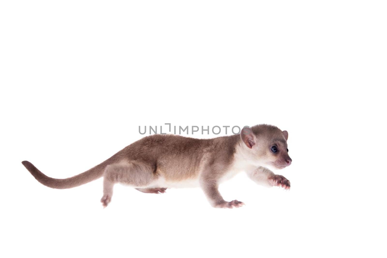 Kinkajou, Potos flavus, 3 mounth old baby isolated on white background