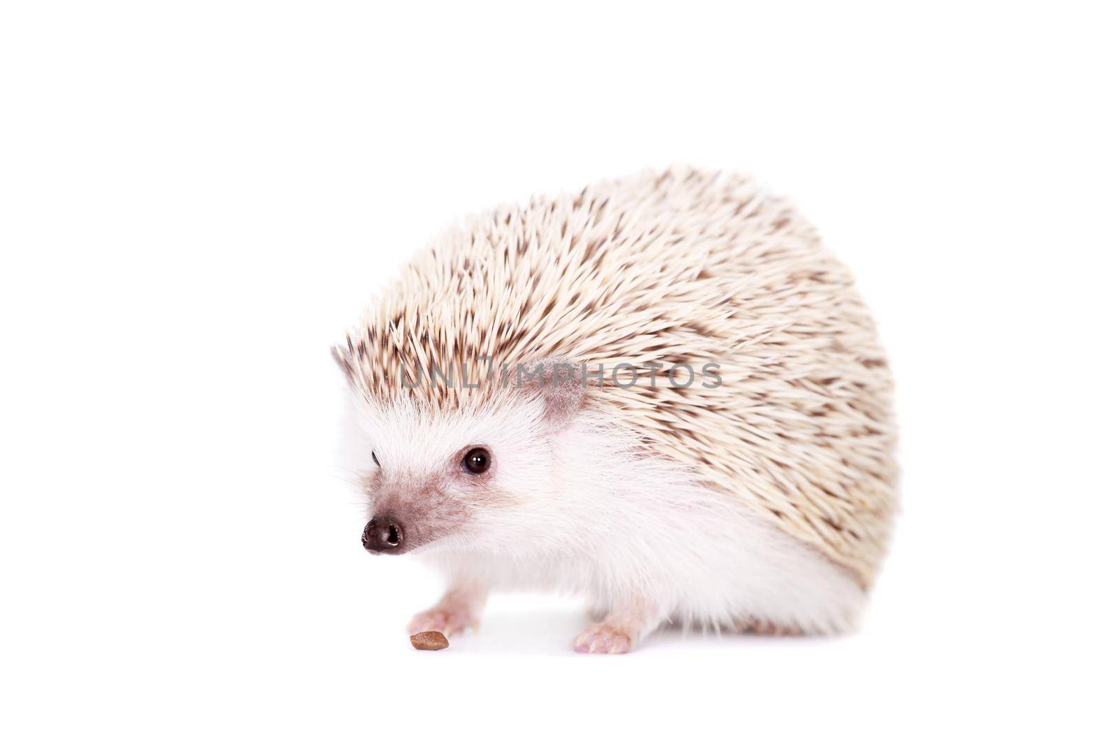 Domesticated hedgehog or African pygmy, isolated on white background