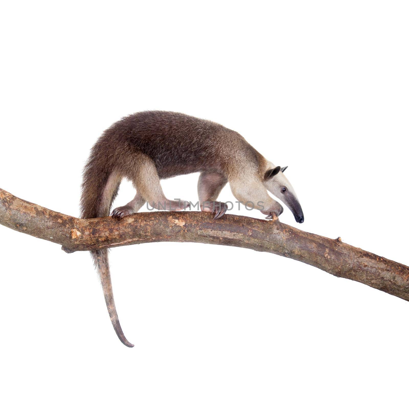 Collared Anteater, Tamandua tetradactyla isolated on white background