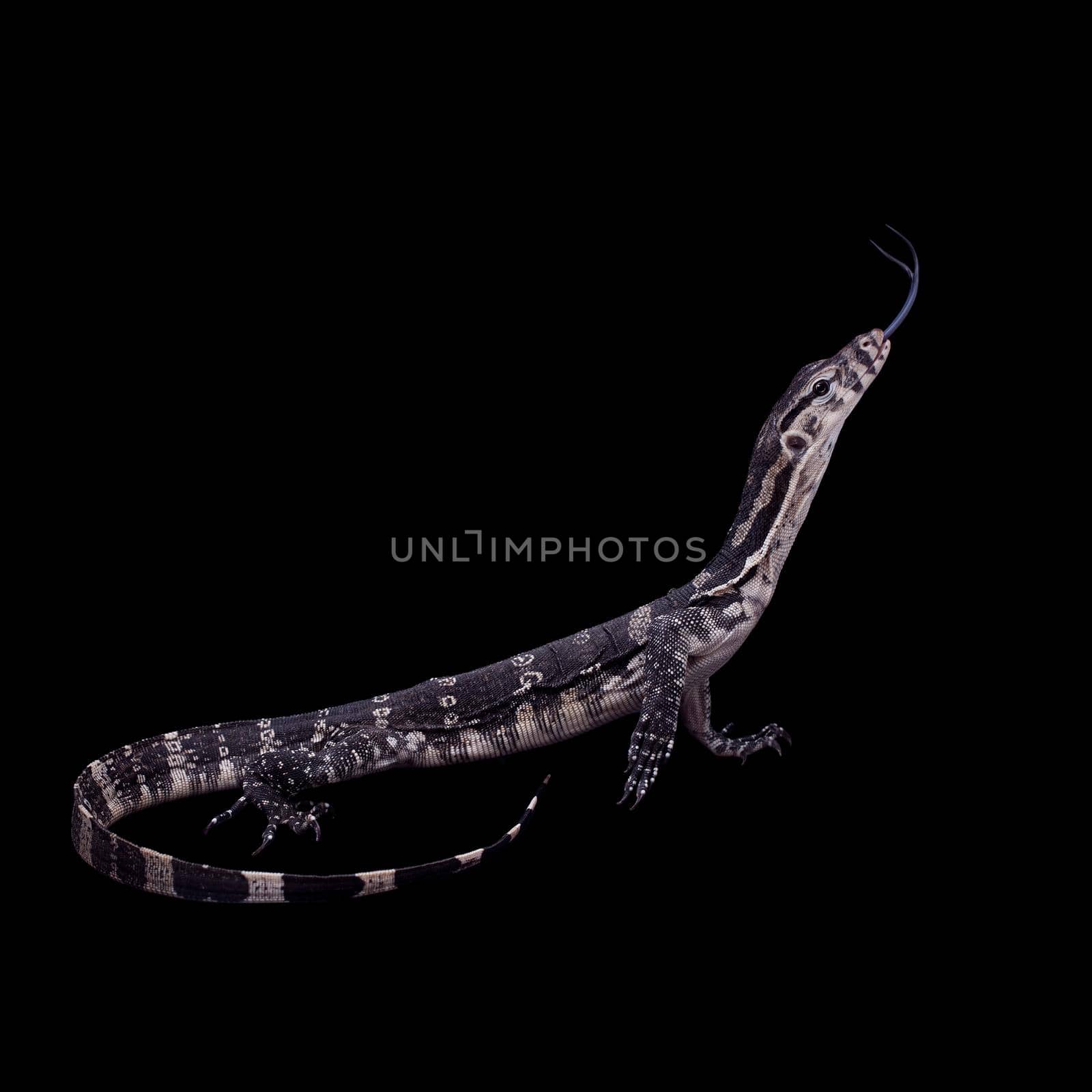 Timor Monitor Lizard, Varanus timorensis, on black background