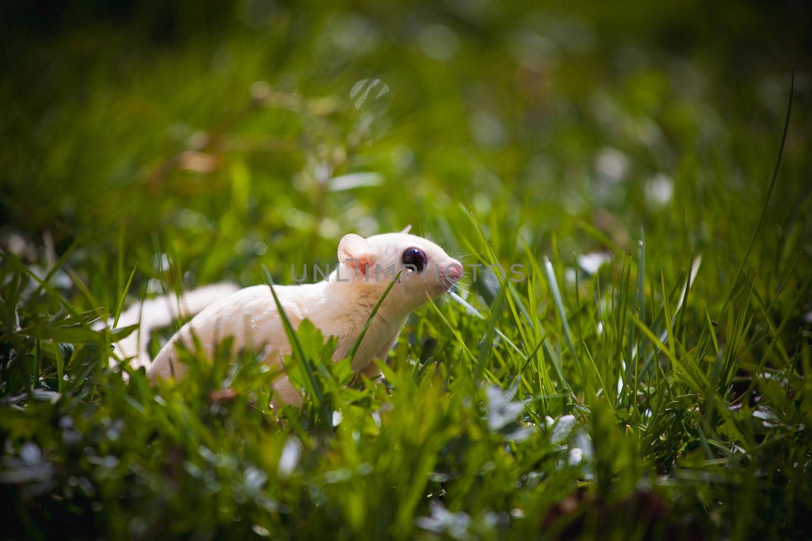 White sugar glider, Petaurus breviceps, on green meadow