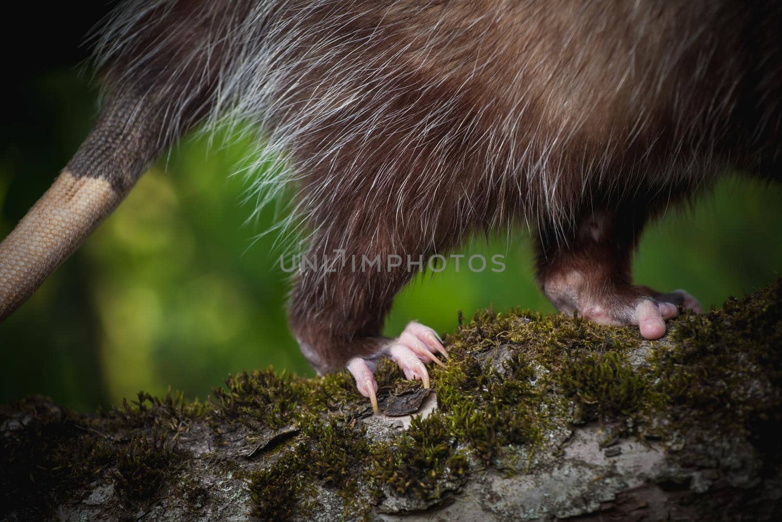 The Virginia or North American opossum, Didelphis virginiana, in the garden