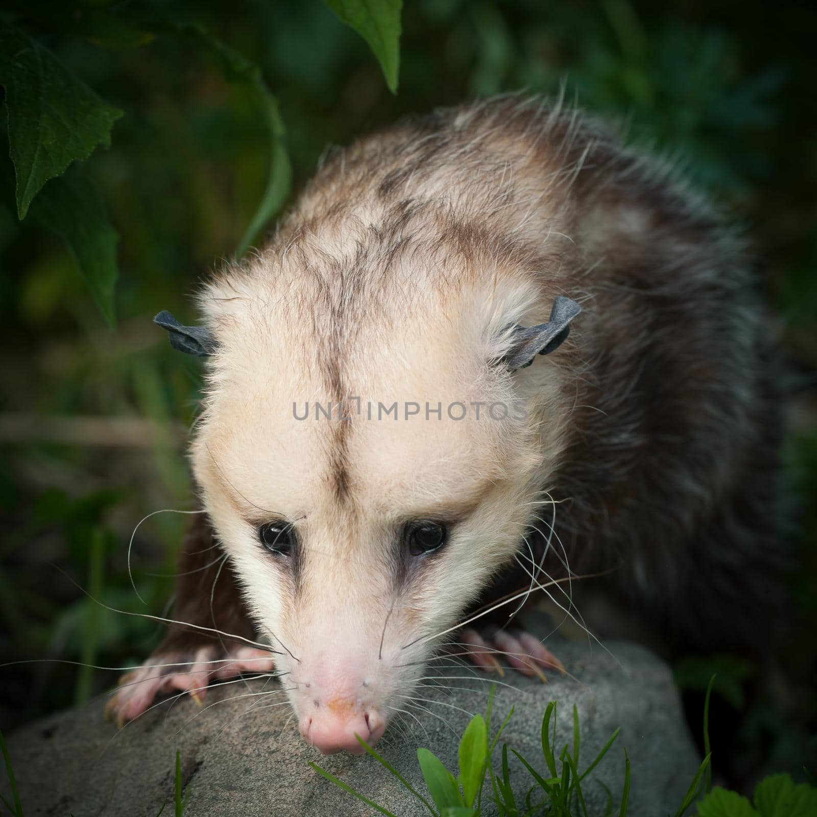 The Virginia opossum in the garden by RosaJay