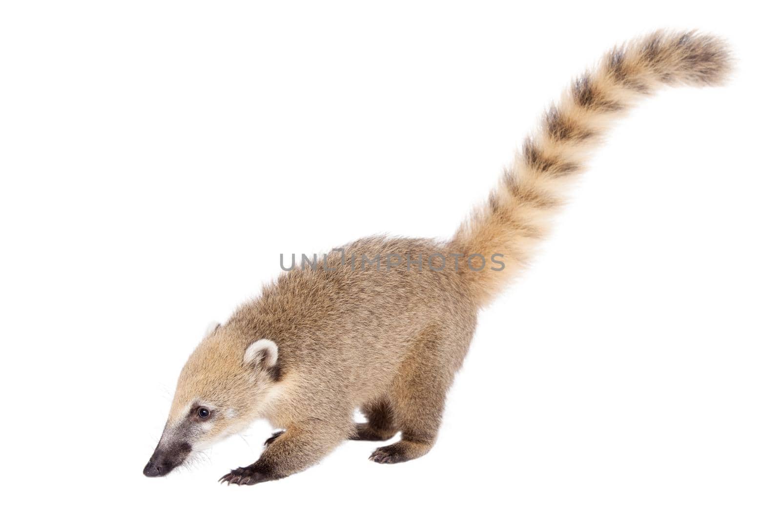 South American coati, Nasua nasua, baby isolated on white background