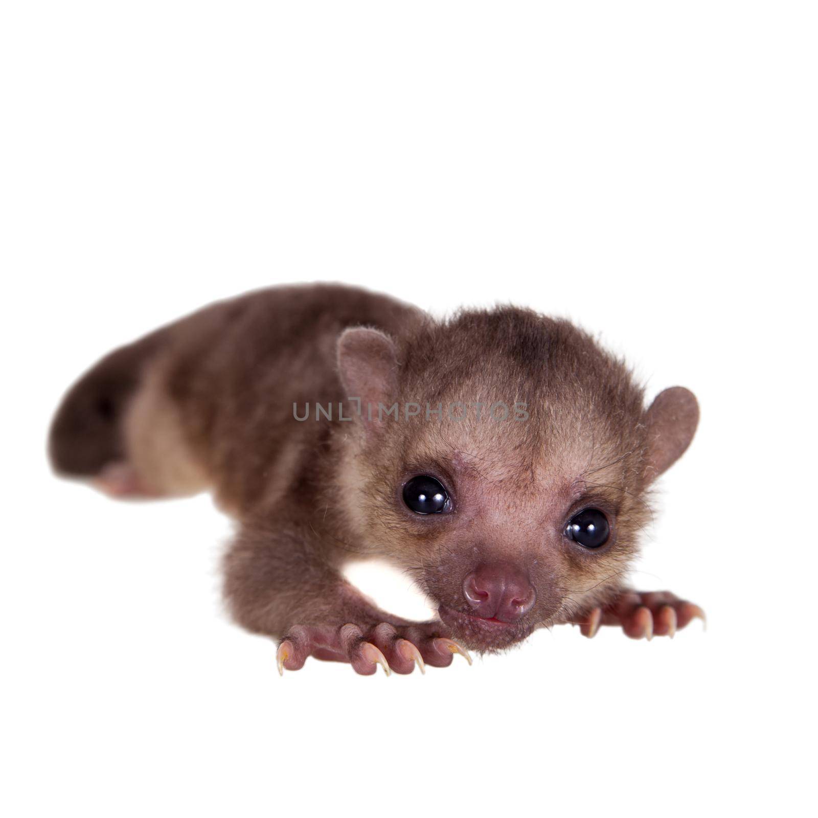 Kinkajou, Potos flavus, 2 mounth old baby on white by RosaJay