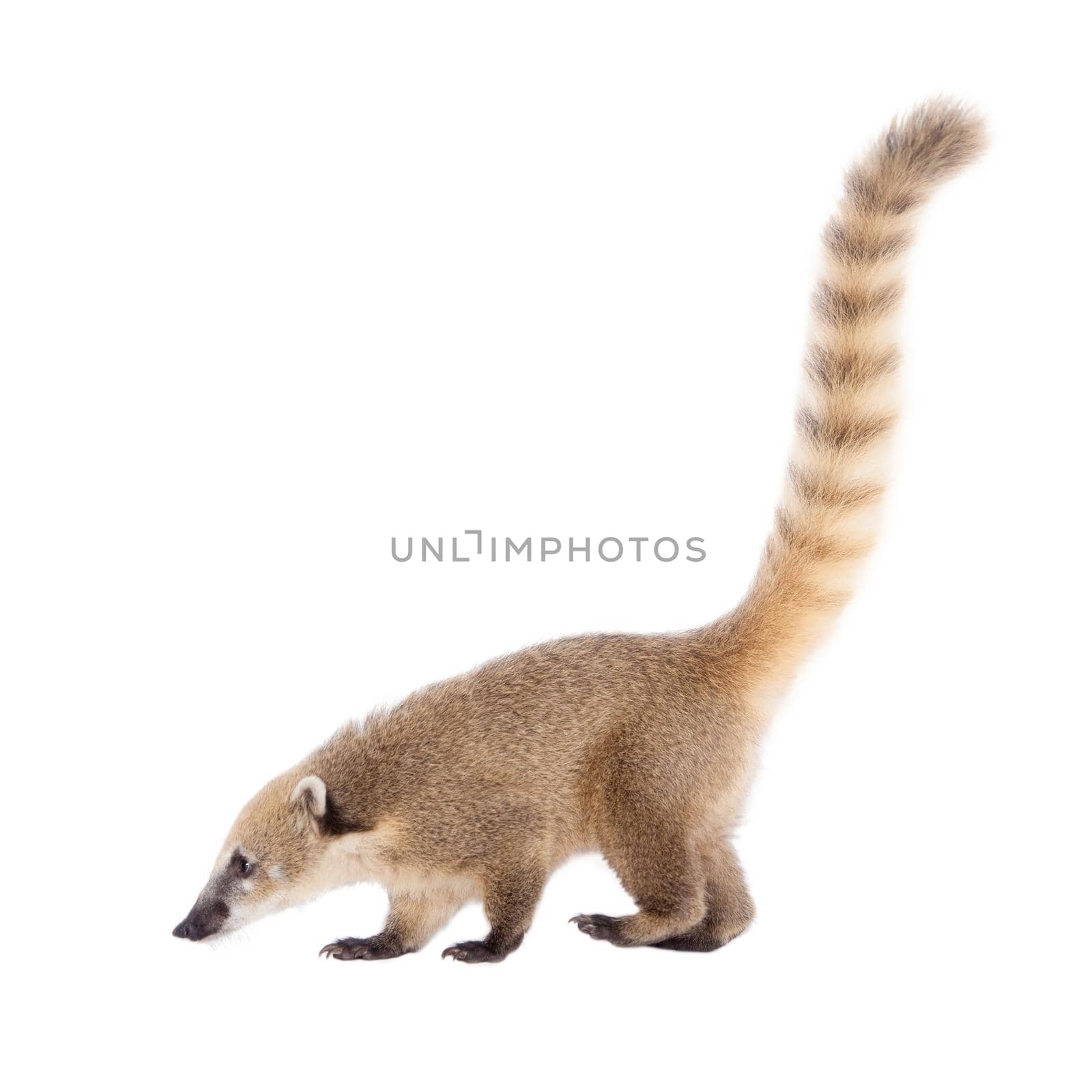 South American coati, Nasua nasua, baby isolated on white background