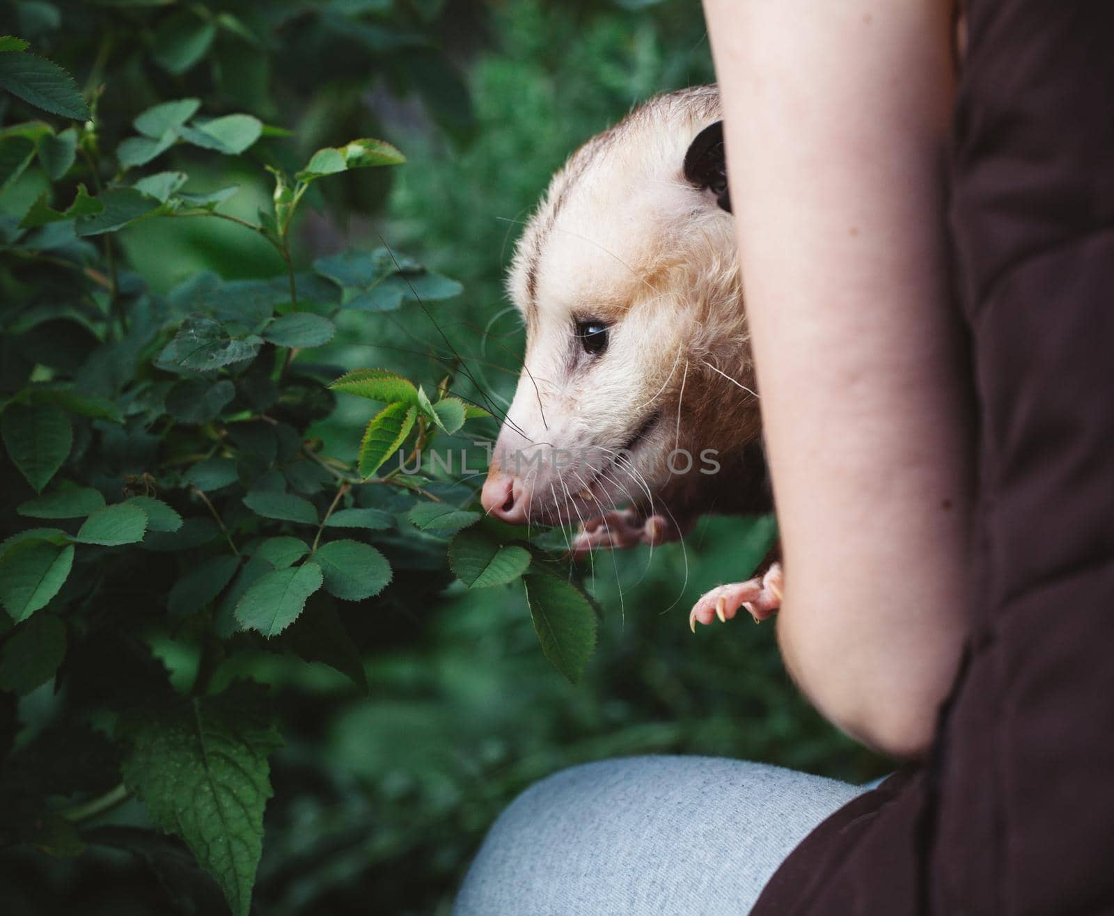 The Virginia or North American opossum, Didelphis virginiana, in the garden