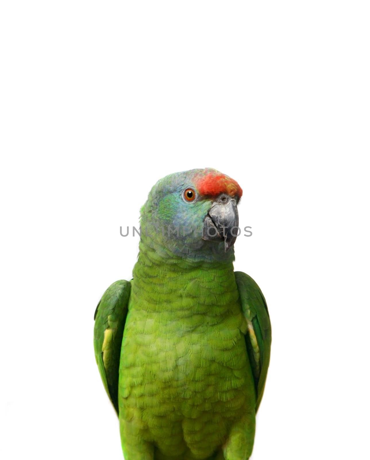 Flying festival Amazon parrot on the white background