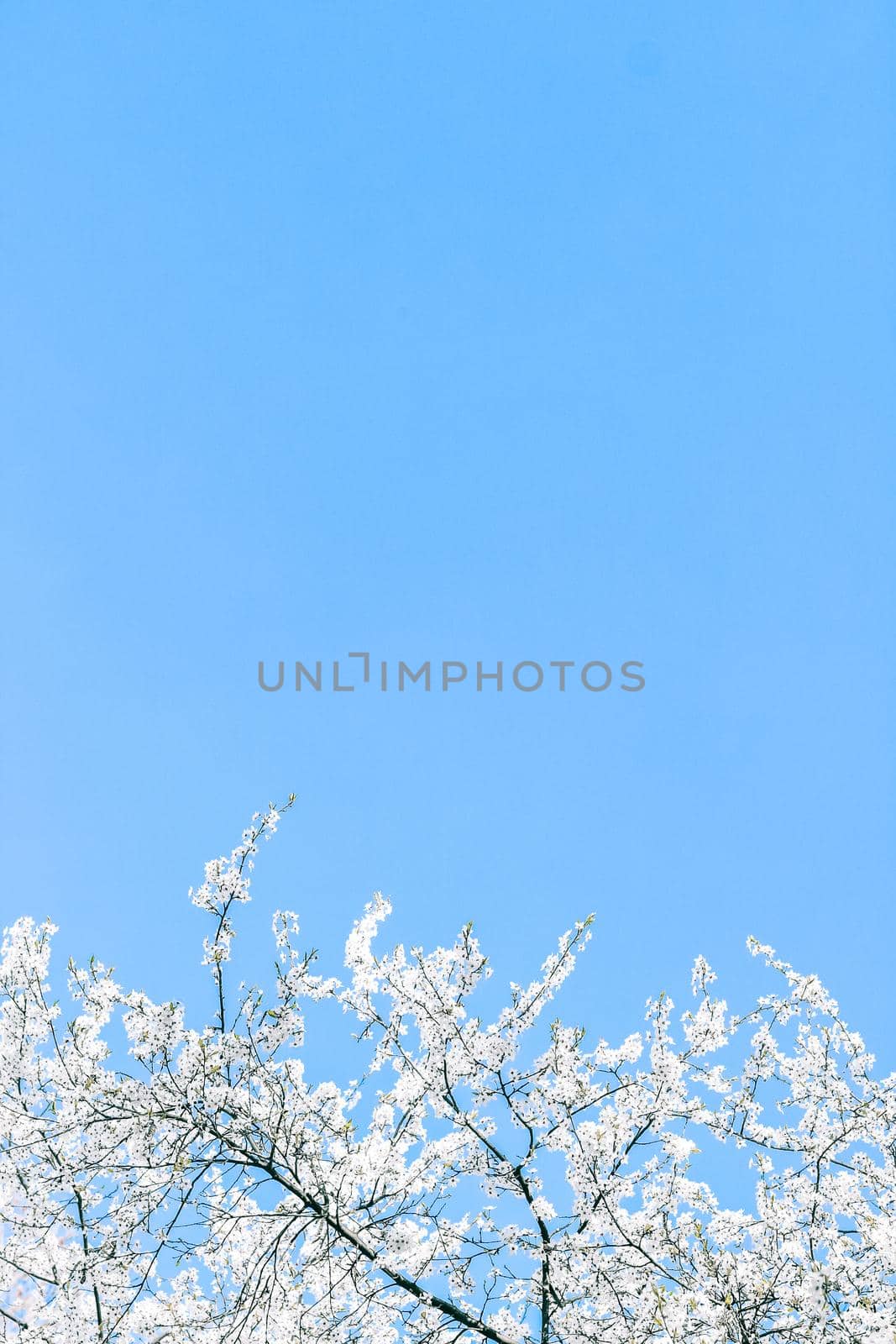 Cherry tree blossom and blue sky, white flowers as nature background by Anneleven