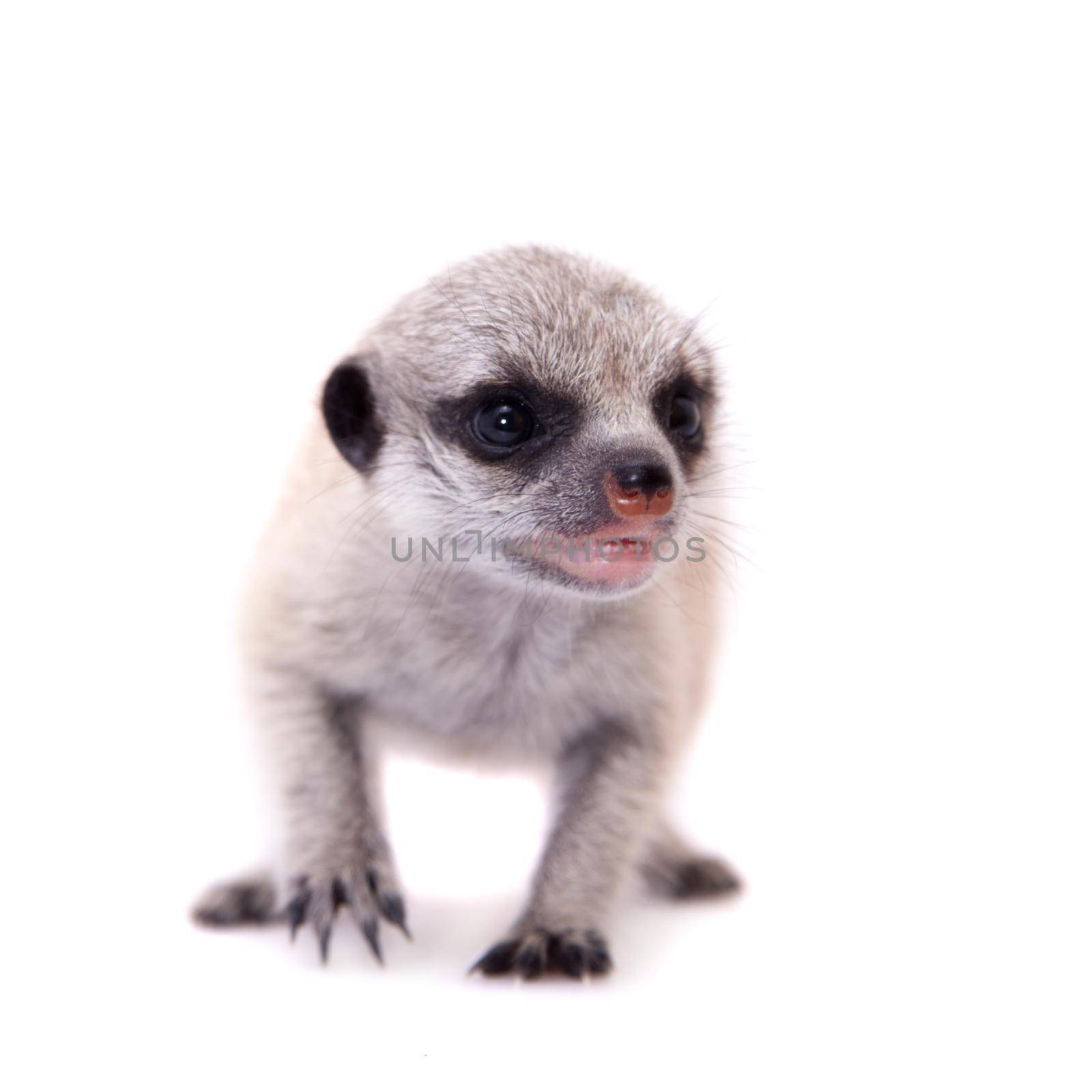 The meerkat or suricate cub, Suricata suricatta, isolated on white