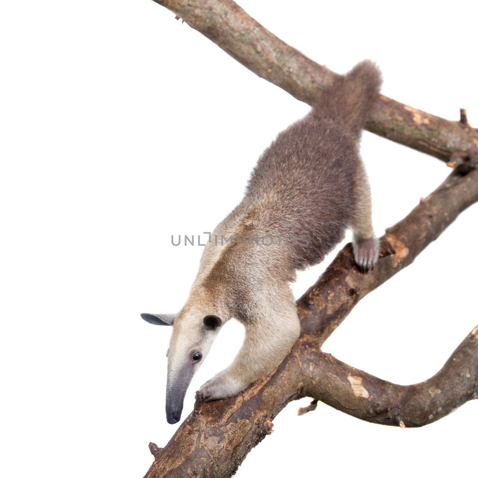 Collared Anteater, Tamandua tetradactyla on white by RosaJay