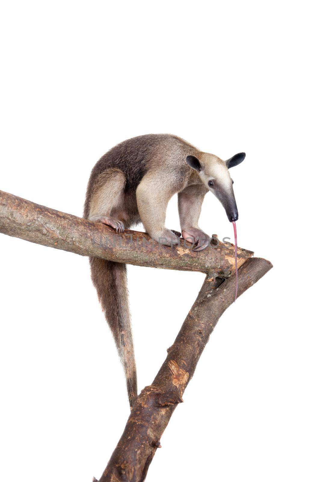 Collared Anteater, Tamandua tetradactyla isolated on white background