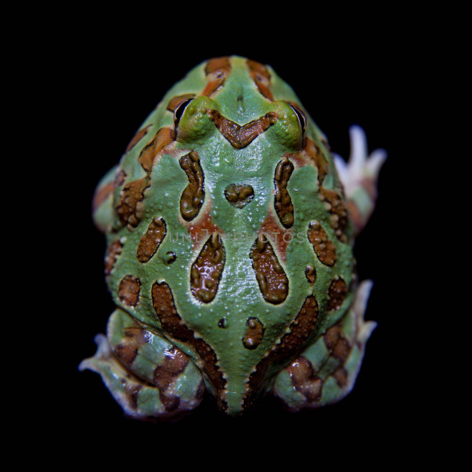 The chachoan horned frog isolated on black by RosaJay