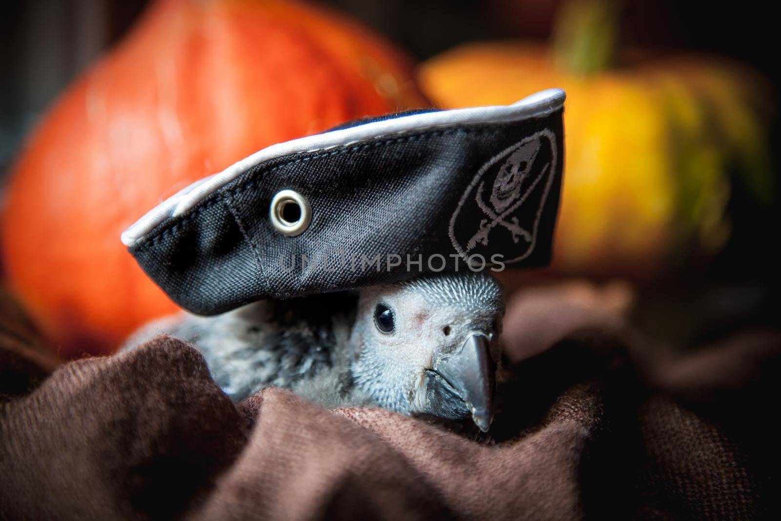 Happy Halloween. African Grey Parrot baby with a pirats hat and pumpkins by RosaJay