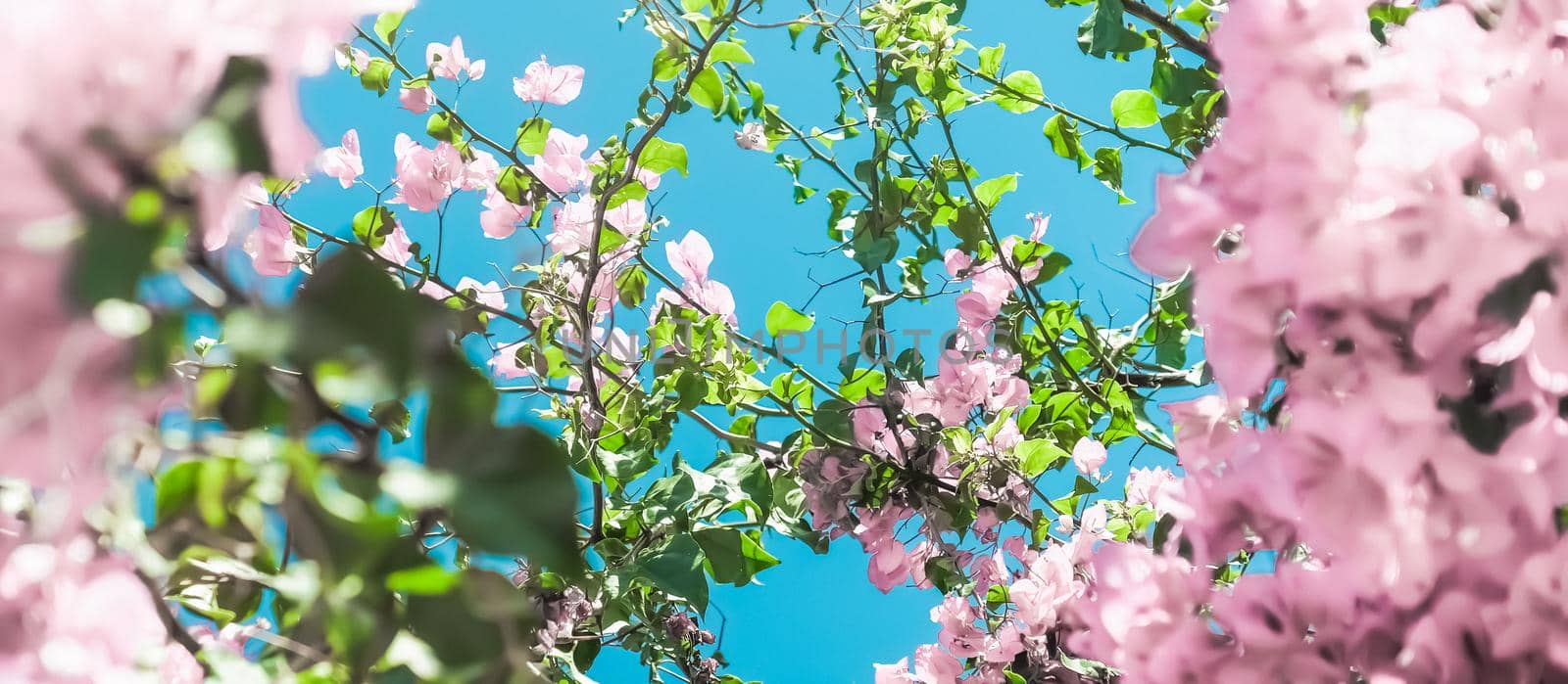 Blooming beauty, wedding invitation and nature concept - Pastel pink blooming flowers and blue sky in a dream garden, floral background