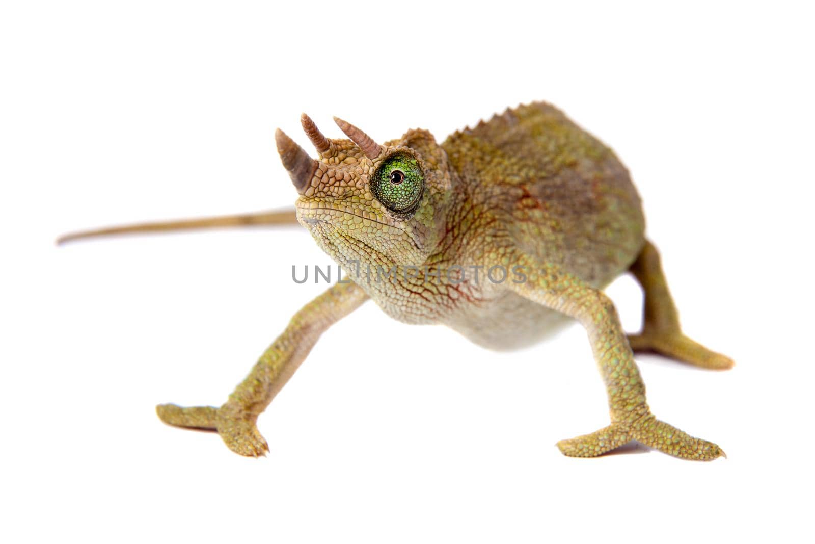 Jackson's horned chameleon, Trioceros jacksonii jacksonii, on white by RosaJay